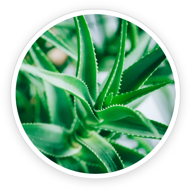 Aloe Vera in the TerraCalm mineral clay