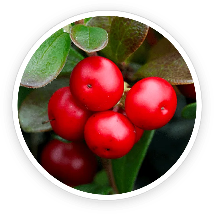 Bearberry Extract in the TerraCalm mineral clay