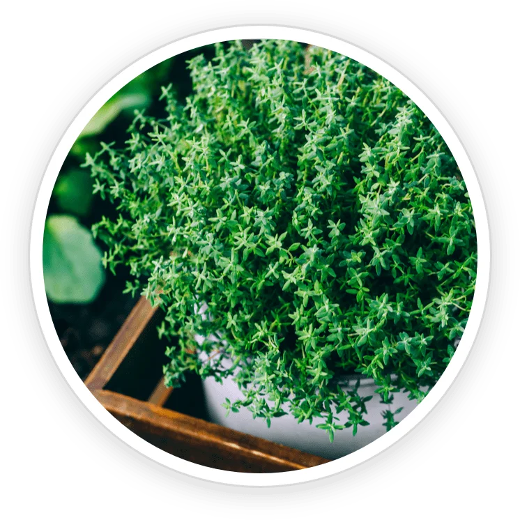 Thyme Essential Oil in the TerraCalm mineral clay
