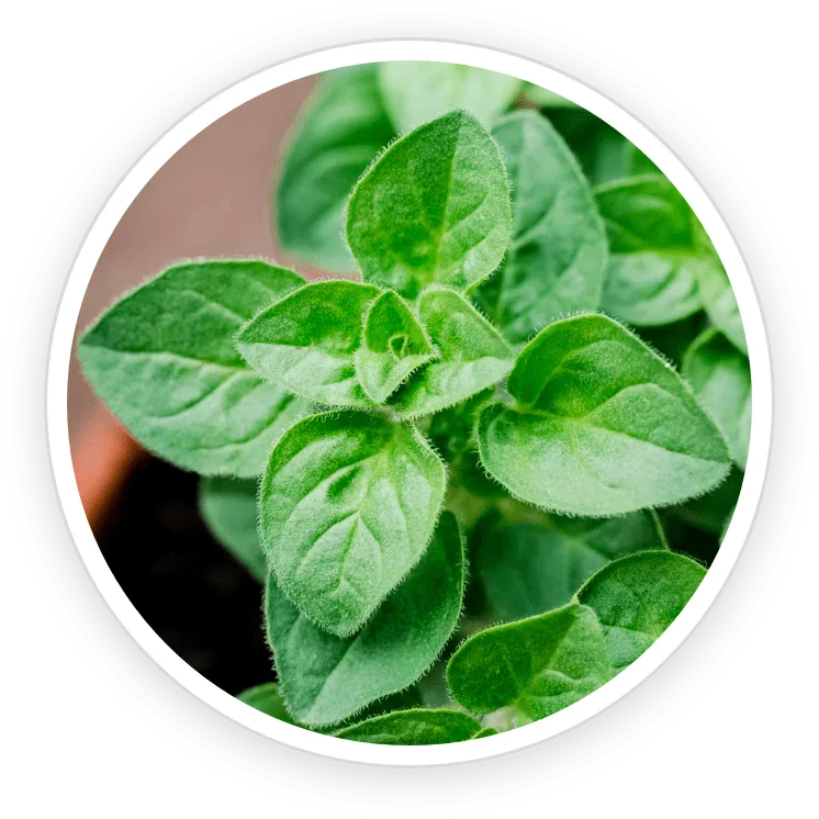 Oregano Essential Oil in the TerraCalm mineral clay