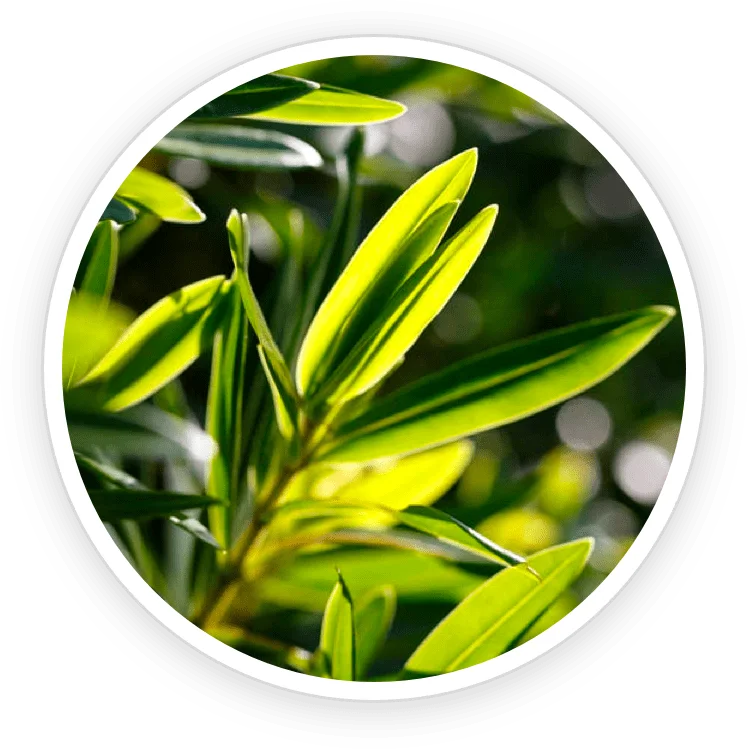 Australian Tea Tree Oil in the TerraCalm mineral clay